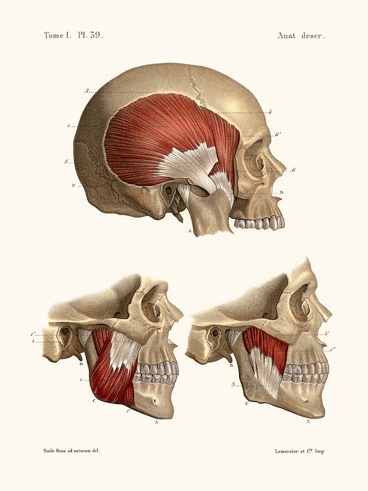 anatomie des os du crâne