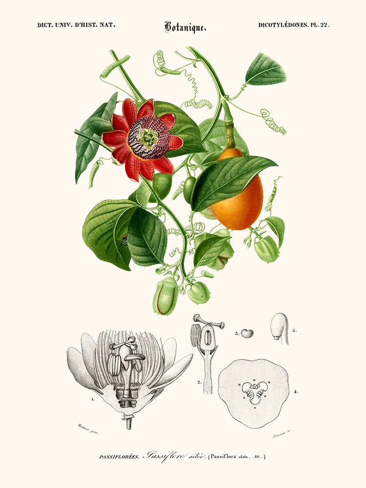 Puzzle Classique 280 pièces Passiflora caerulea Planche Illustration  Botanique Ancienne Fleur Exotique - Cdiscount Jeux - Jouets