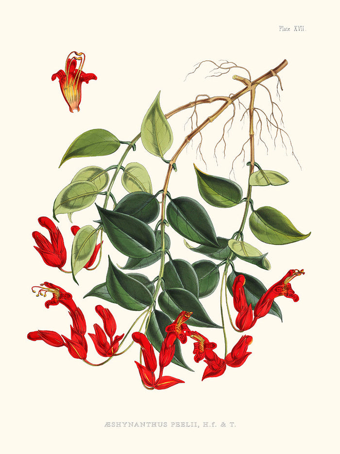 Aeschynanthus Peelii - Illustration of Himalayan plants (Plate XVII)