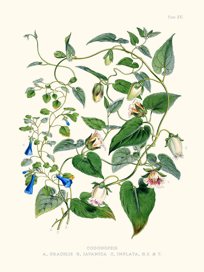 Codonopsis - Illustration of Himalayan plants (Plate XVI)