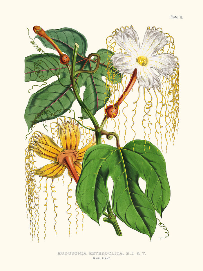 Hodgsonia Heteroclita - Illustration of Himalayan plants (Plate II)