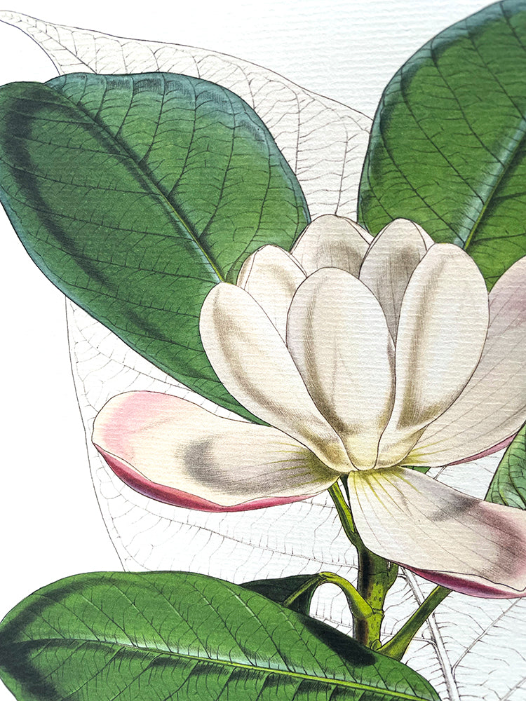 Talauma Hodgsoni - Illustration of Himalayan plants (Plate VI)