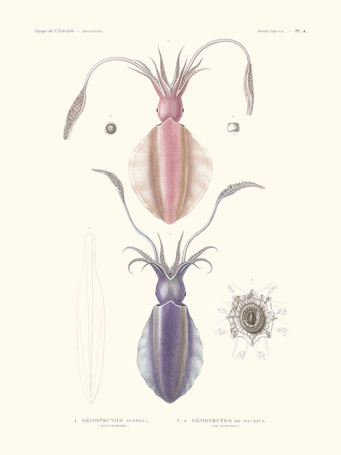 L'Astrolabe - Mollusques PL4 - Sépioteuthe austral