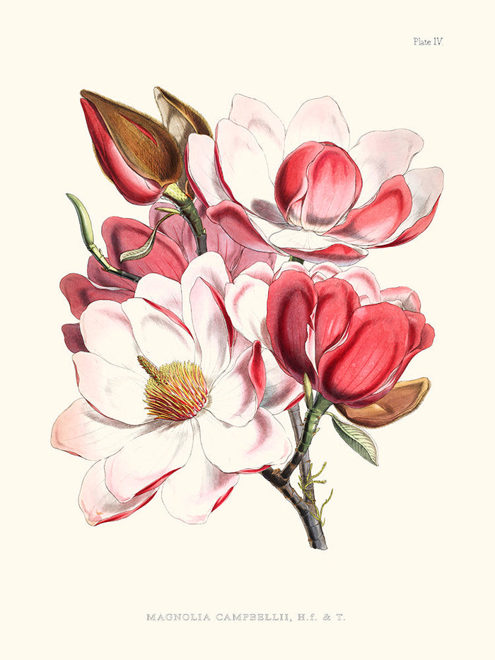 Magnolia Cambellii - Illustration of Himalayan plants (Plate IV)