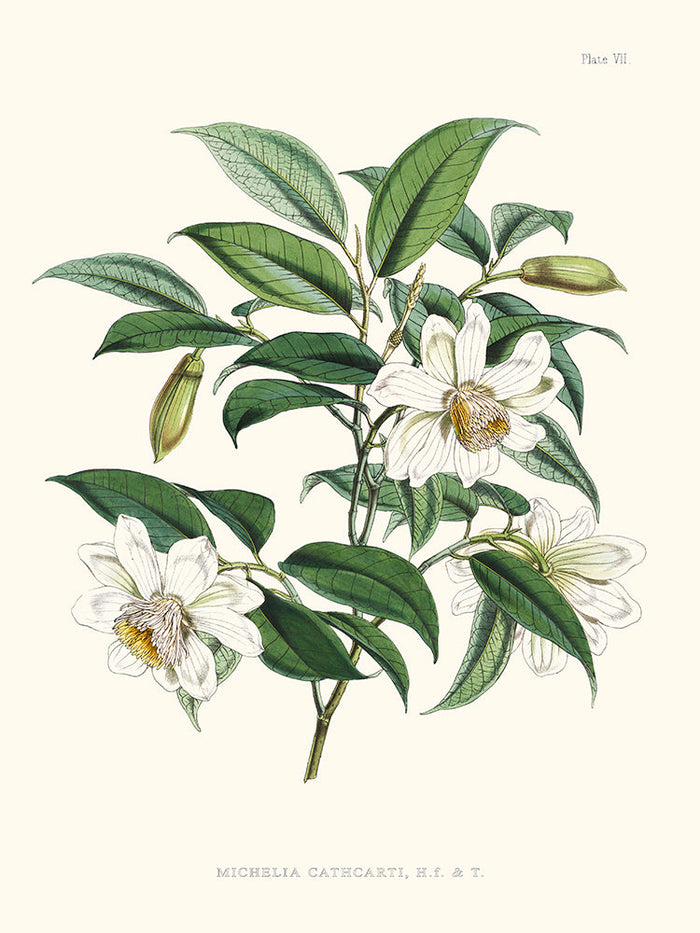 Michelia Cathcarti - Illustration of Himalayan plants (Plate VII)