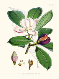 Talauma Hodgsoni - Illustration of Himalayan plants (Plate VI)