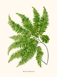 Adiantum Curvatum