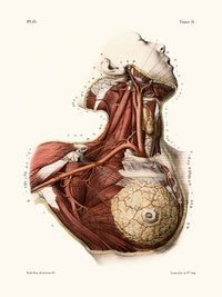 Anatomía Pl13 Busto de mujer