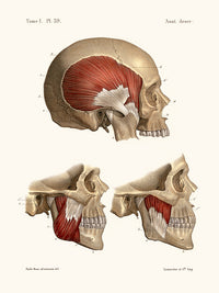 Anatomie Pl39 Crane et ses muscles