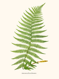 Asplenium Filix Foemina