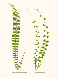 Asplenium Monanthemum