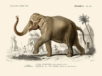 Elefante