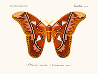 Attacus butterfly