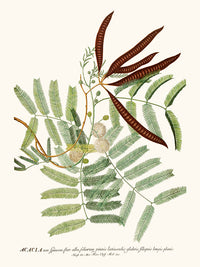 Accacia