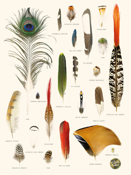 Colección de plumas de pavo real