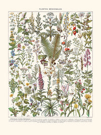 Plantes medicinales (Absinthe, etc.)