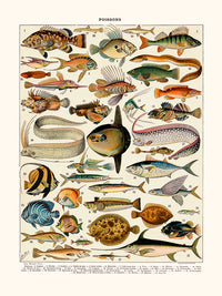 Poissons Cernier