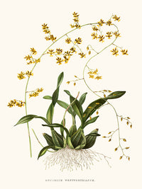 Oncidium orchid