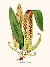 Scolopendrium Vulgare