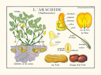 L'arachide