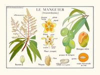 Le manguier