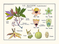 Le manioc